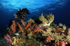 Coral Reef in Misool