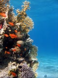 Coral Reef Scene