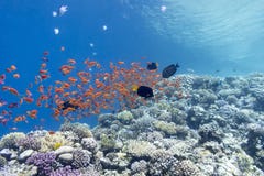 Coral reef with shoal of fishes scalefin anthias, underwater royalty free stock photos Coral reef with shoal of fishes scalefin anthias, underwater royalty free stock photos