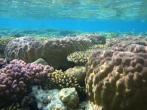 Colorful underwater world of the Red sea stock photos Colorful underwater world of the Red sea stock photos