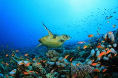 Coral Reef and Turtle