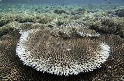 Tropical coral reef, Raja Ampat islands