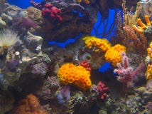 Coral reefs