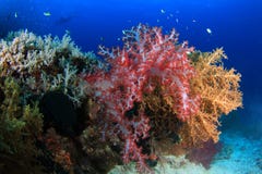 Coral reefs and fishes