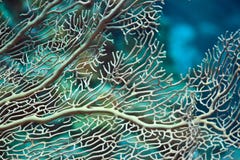 Coral Texture Royalty Free Stock Photo Coral Texture Royalty Free Stock Photo
