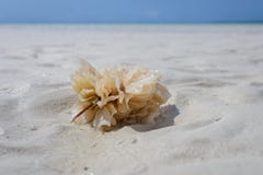 Coral Zanzibar fotografie stock Coral Zanzibar fotografie stock