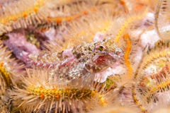 Coralline sculpin in Channel Islands Park royalty free stock photo Coralline sculpin in Channel Islands Park royalty free stock photo