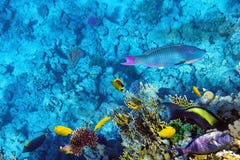 Corallo e pesci nel Sea.Egypt rosso fotografie stock Corallo e pesci nel Sea.Egypt rosso fotografie stock