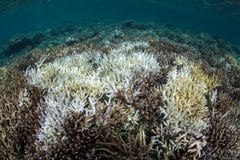 Coral Bleaching in the Tropical Pacific