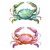 Coraux avec des coquilles et des crabes Photographie stock Coraux avec des coquilles et des crabes Photographie stock
