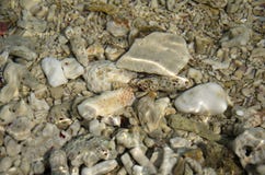 Coraux morts sous l'eau images stock Coraux morts sous l'eau images stock