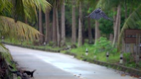 Corax común del corvus del pájaro del cuervo que saca el camino concreto y la mosca a la palmera metrajes Corax común del corvus del pájaro del cuervo que saca el camino concreto y la mosca a la palmera metrajes