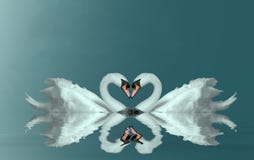 Corazón de los cisnes del amor Corazón de los cisnes del amor