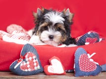 Coração do cachorrinho e do Valentim foto de stock Coração do cachorrinho e do Valentim foto de stock