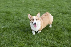 corgi royaltyfria foton corgi royaltyfria foton