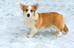 Corgi de Galês do casaco de lã imagens de stock royalty free Corgi de Galês do casaco de lã imagens de stock royalty free