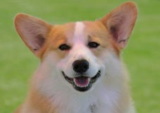 Corgi de sourire Corgi de sourire