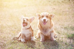Corgi dois galês na grama fotografia de stock royalty free Corgi dois galês na grama fotografia de stock royalty free