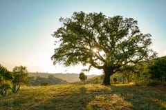 Cork Oak Tree Quercus Suber And Mediterranean Landscape In Evening Sun, Alentejo Portugal Europe Royalty Free Stock Photography Cork Oak Tree Quercus Suber And Mediterranean Landscape In Evening Sun, Alentejo Portugal Europe Royalty Free Stock Photography