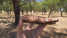 Cork tree garden (cork oak) is a long-standing business in parts of Portugal.