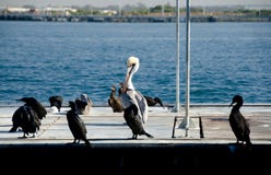 Cormoranes y pelícano cerca de la isla del refugio fotos de archivo libres de regalías Cormoranes y pelícano cerca de la isla del refugio fotos de archivo libres de regalías