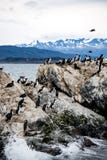 Cormorant Colony On An Island At Ushuaia In The Beagle Channel Beagle Strait, Tierra Del Fuego, Argentina Royalty Free Stock Image