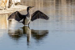 Cormorán que seca sus alas mojadas después de pescar imagen de archivo Cormorán que seca sus alas mojadas después de pescar imagen de archivo