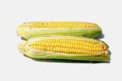 Free Corn Royalty Free Stock Image - 1546856