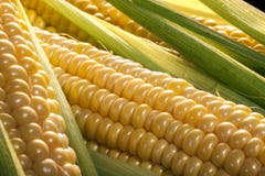 Corn on the cob royalty free stock images Corn on the cob royalty free stock images