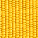 Corn Cob. Organic Food Seamless Pattern. Stock Photo