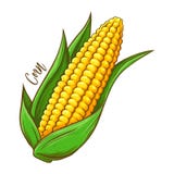 Corn On The Cob Vegetable. Corn on the cob fresh natural vegetable, hand drawn vector illustration isolated