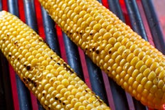 Corn Cobs Royalty Free Stock Photography Corn Cobs Royalty Free Stock Photography