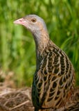 Corn crake back view portrait from short distance royalty free stock image Corn crake back view portrait from short distance royalty free stock image