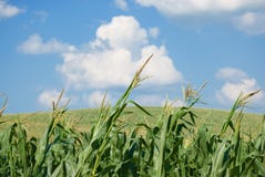 Corn Field Stock Photo Corn Field Stock Photo