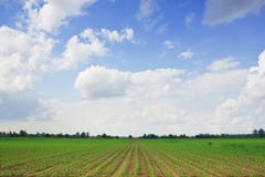 Corn Field And Blue Sky Agriculture Concept Stock Photos