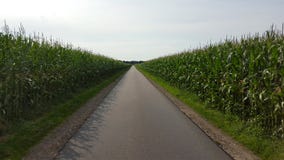 Corn fields devided through a foot path stock image Corn fields devided through a foot path stock image