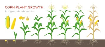 Corn growing stages vector illustration in flat design. Planting process of corn plant. Maize growth from grain to