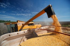 Corn Harvest Royalty Free Stock Photo Corn Harvest Royalty Free Stock Photo