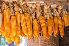 Corn harvest, Texture of Dried corn background stock photos Corn harvest, Texture of Dried corn background stock photos
