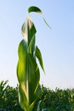 Corn In Morning Royalty Free Stock Photography Corn In Morning Royalty Free Stock Photography