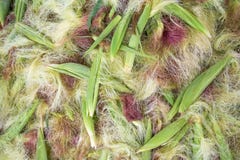Corn Peel Silk Background Stock Image