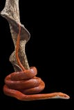 Corn snake royalty free stock image Corn snake royalty free stock image