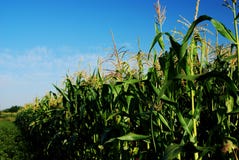 Corn Stalks Stock Image Corn Stalks Stock Image