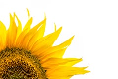 Corner close-up of sunflower leaves on white background Royalty Free Stock Photo Corner close-up of sunflower leaves on white background Royalty Free Stock Photo
