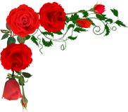 Corner From Bright Red Isolated Roses Stock Image Corner From Bright Red Isolated Roses Stock Image
