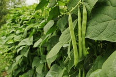 Cornfield Green Beans On Vines Royalty Free Stock Image