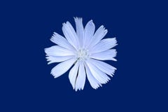 cornflower stock foto cornflower stock foto