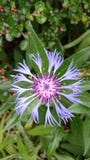 cornflower stock fotografie cornflower stock fotografie