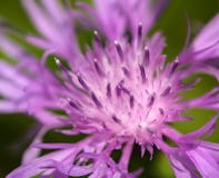 cornflower stock foto cornflower stock foto