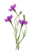 cornflower stock fotografie cornflower stock fotografie